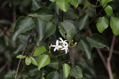 Jasminum flexile var. ovatum